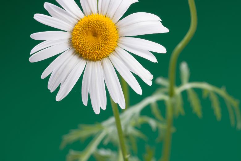 Free stock image of flower created by 2happy