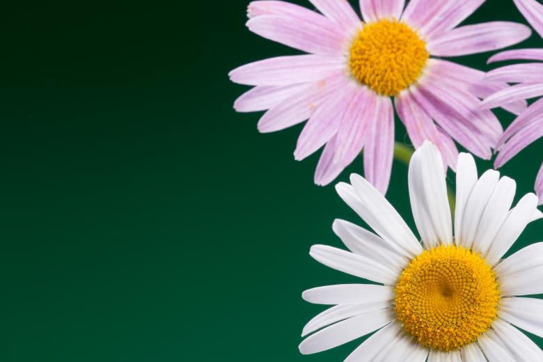 Free stock image of flower created by 2happy
