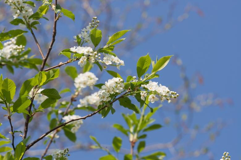 Free stock image of flowers created by 2happy