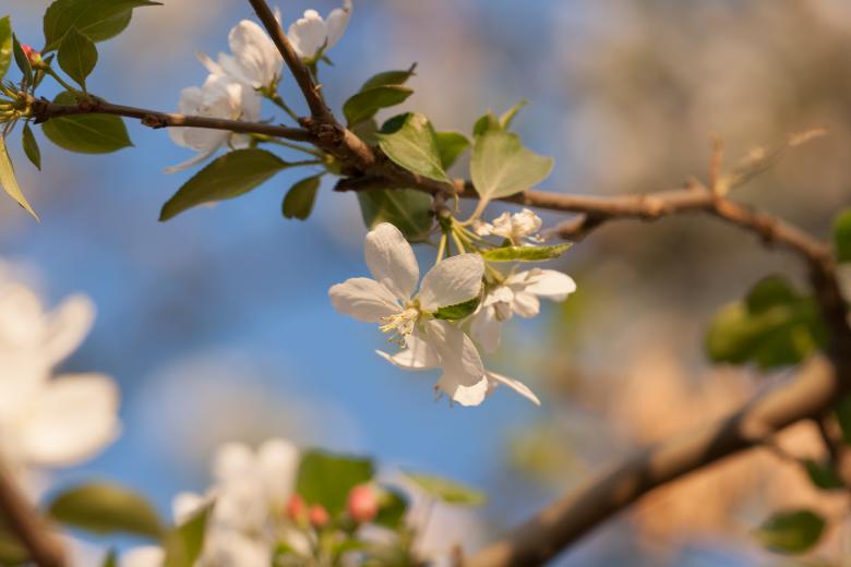 Free stock image of flowers created by 2happy