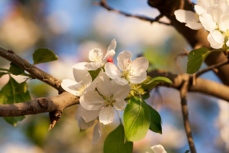 Free stock image of flowers created by 2happy