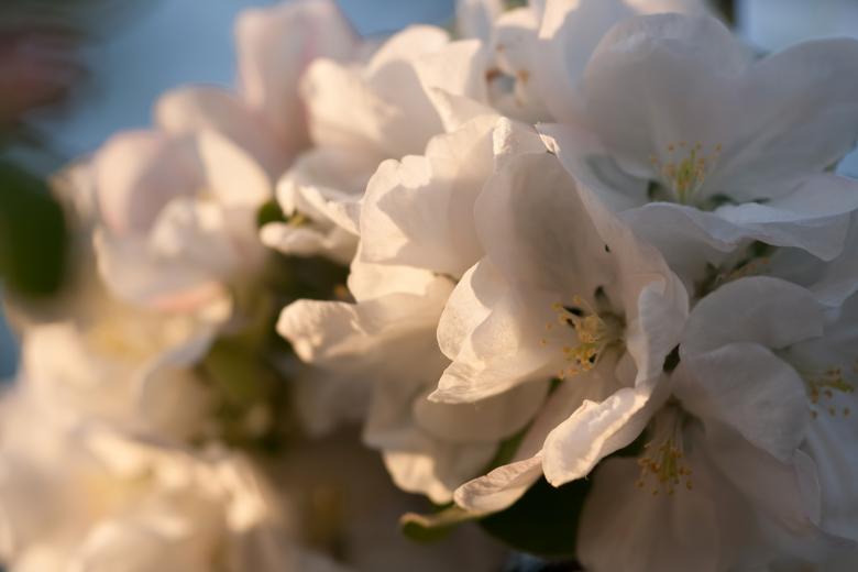 Free stock image of flowers created by 2happy
