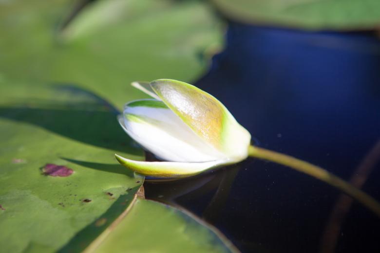 Free stock image of lily created by 2happy