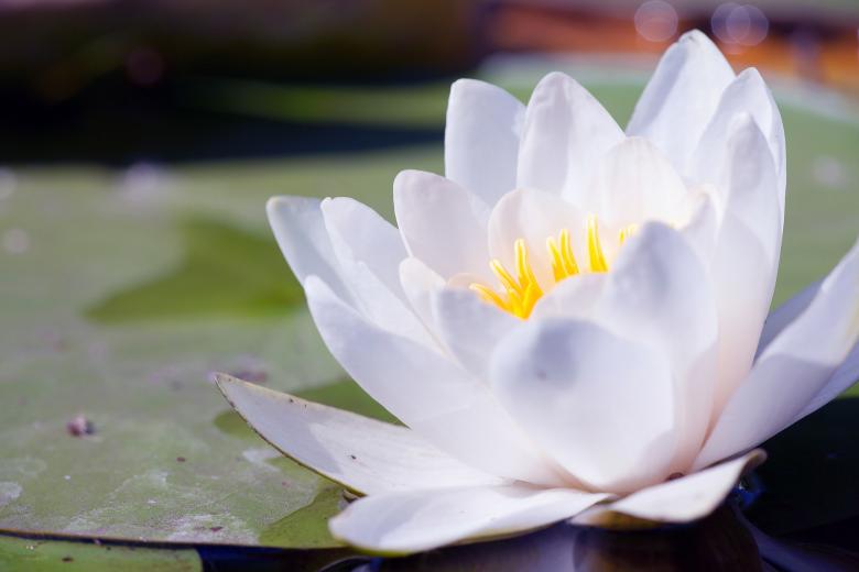 Free stock image of lily created by 2happy