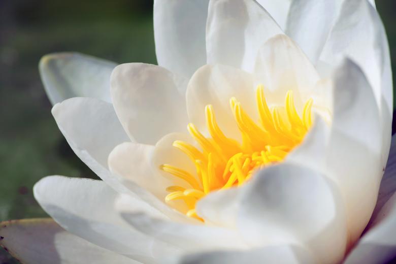 Free stock image of lily created by 2happy