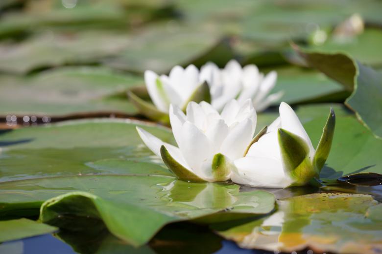 Free stock image of lily created by 2happy