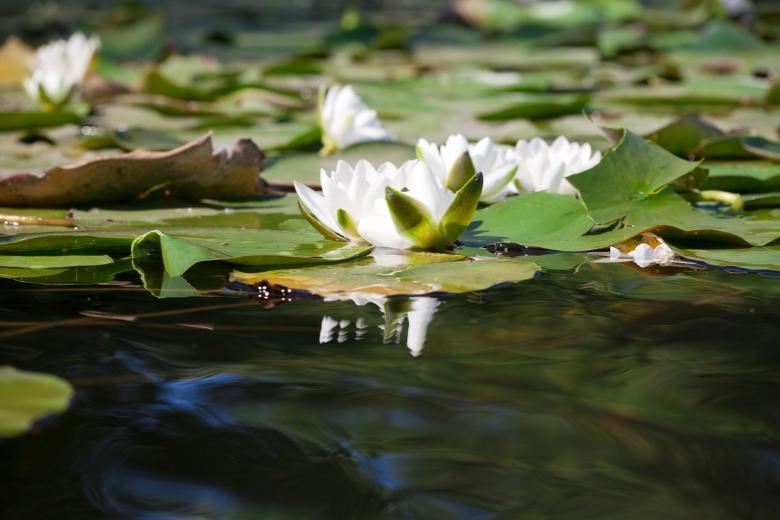 Free stock image of lily created by 2happy