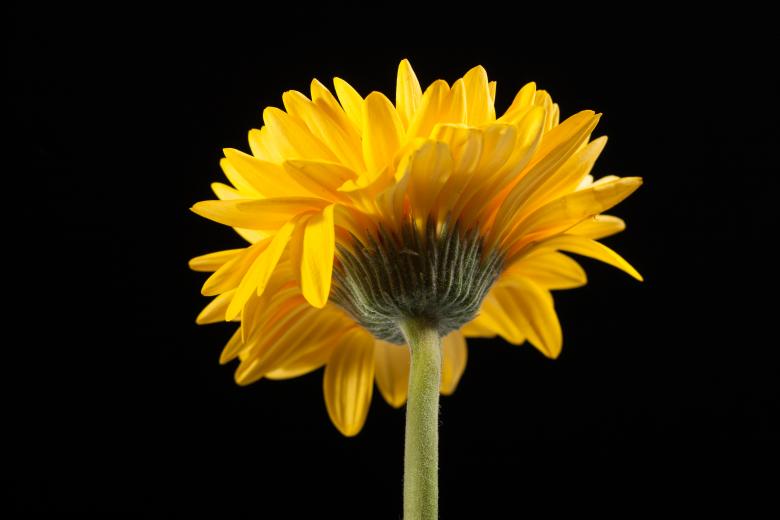 Free stock image of flower created by 2happy