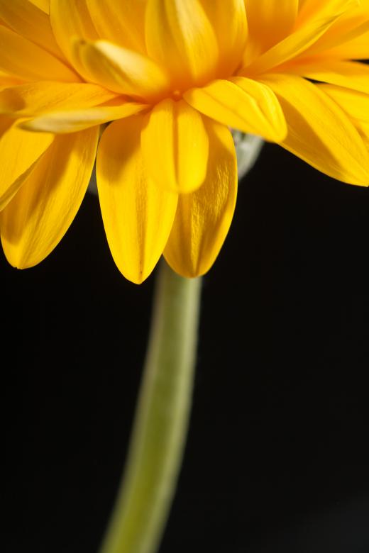 Free stock image of flower created by 2happy