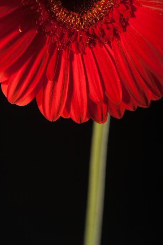 Free stock image of flower created by 2happy