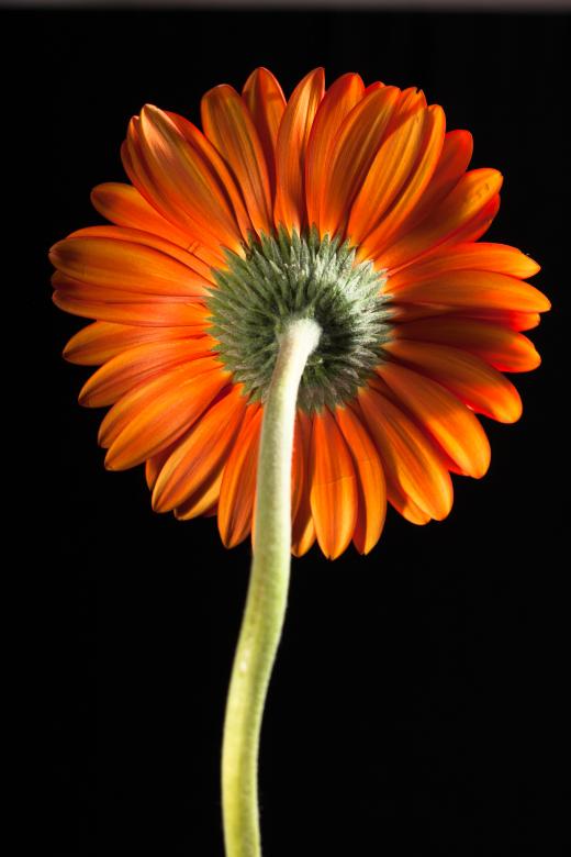 Free stock image of flower created by 2happy