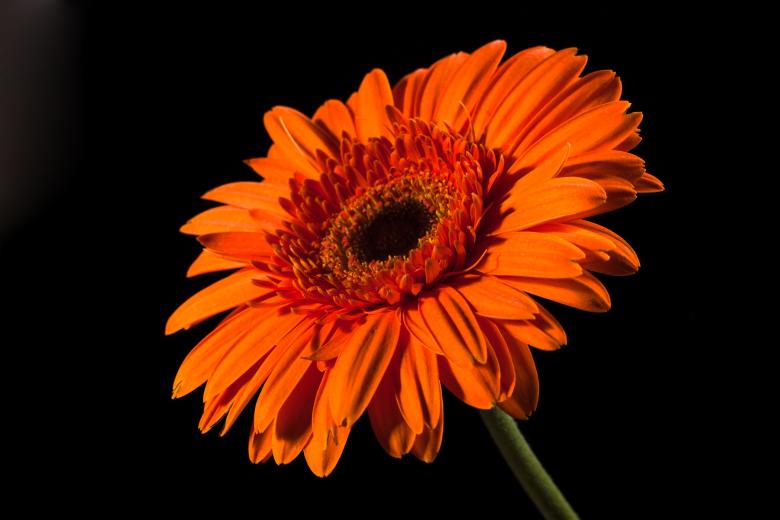 Free stock image of flower created by 2happy