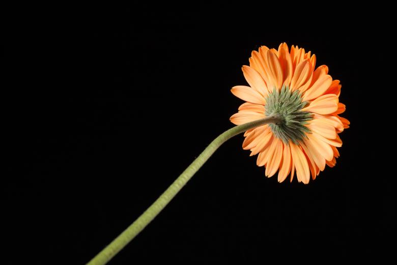 Free stock image of flower created by 2happy