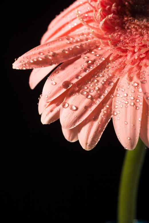 Free stock image of water drops on flower petals created by 2happy