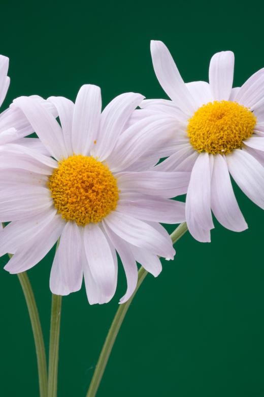 Free stock image of flower created by 2happy