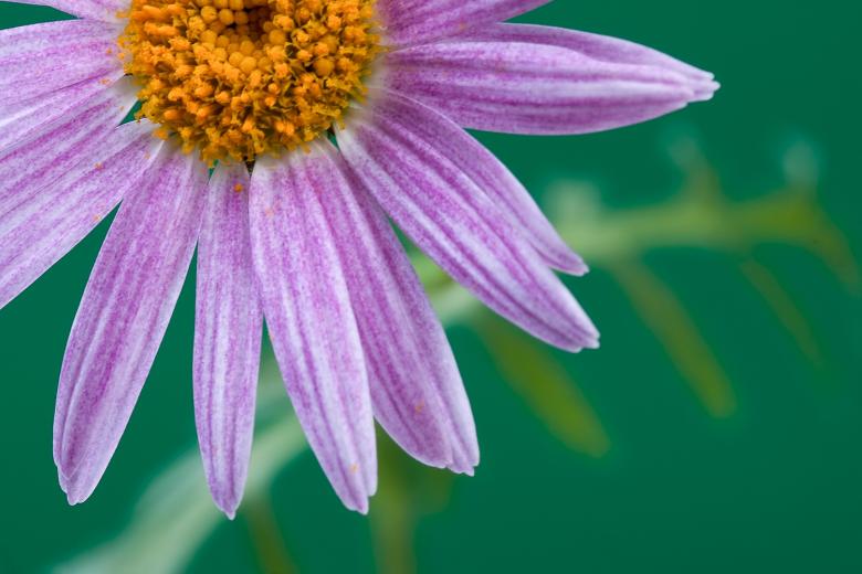 Free stock image of flower created by 2happy