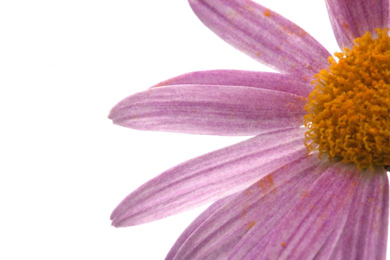 Free stock image of flower created by 2happy