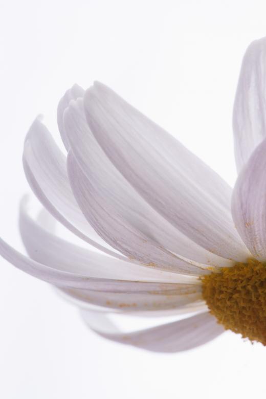 Free stock image of flower created by 2happy