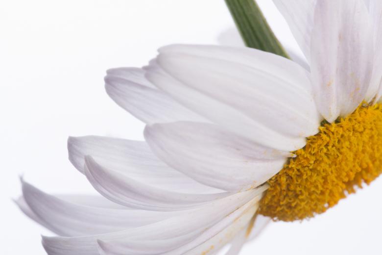 Free stock image of flower created by 2happy