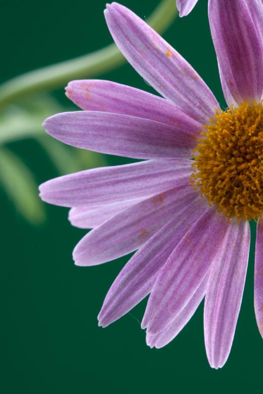 Free stock image of flower created by 2happy