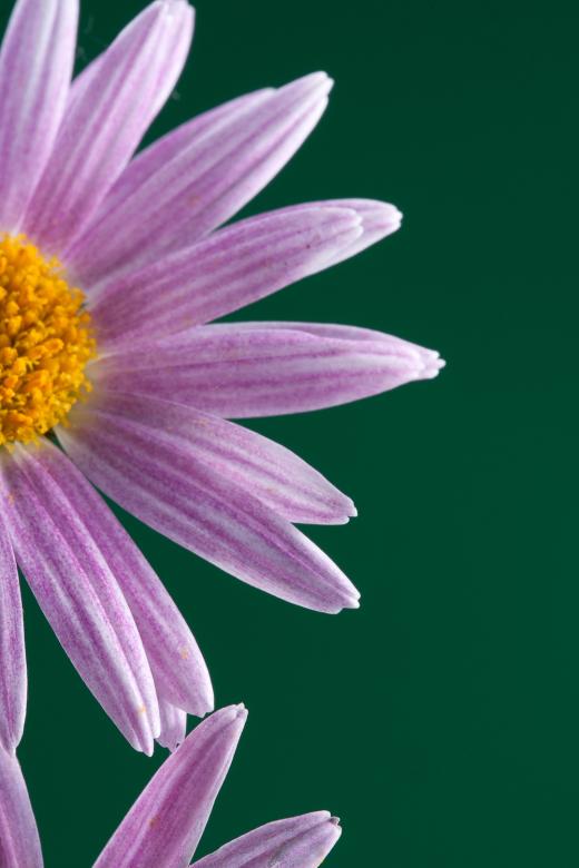 Free stock image of flower created by 2happy