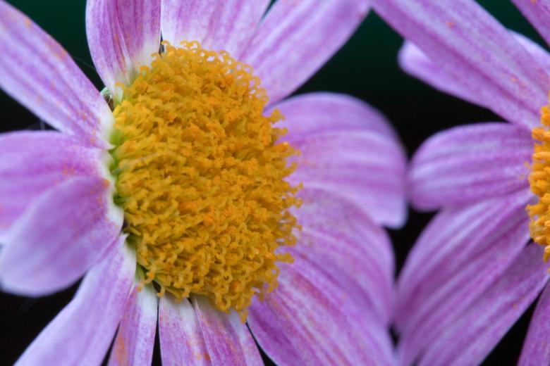 Free stock image of flower created by 2happy
