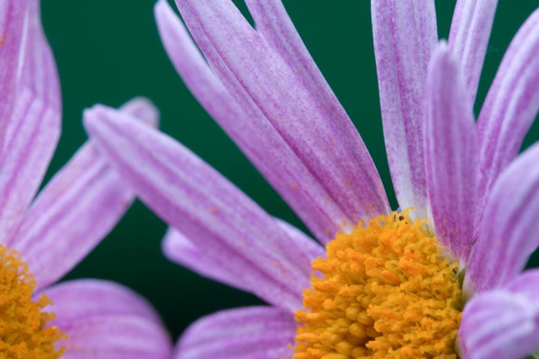 Free stock image of flower created by 2happy