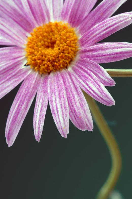 Free stock image of flower created by 2happy