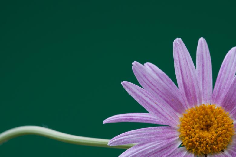 Free stock image of flower created by 2happy