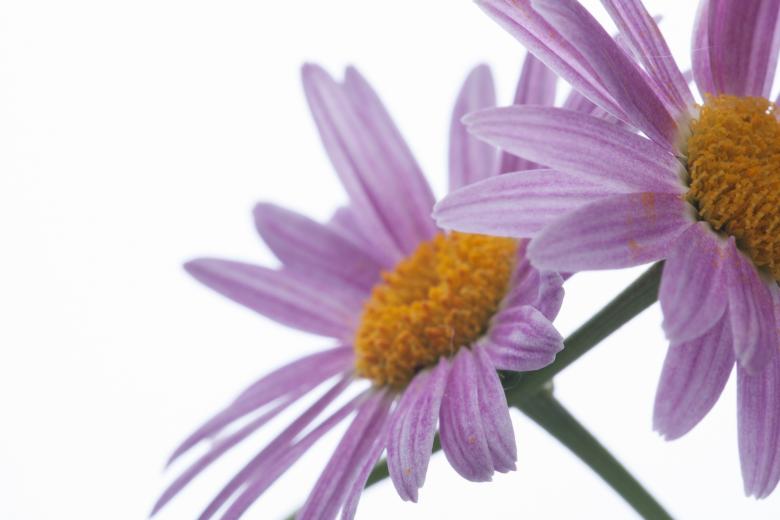 Free stock image of flower created by 2happy