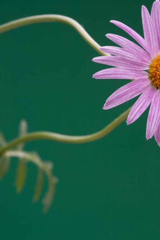 Free stock image of flower created by 2happy