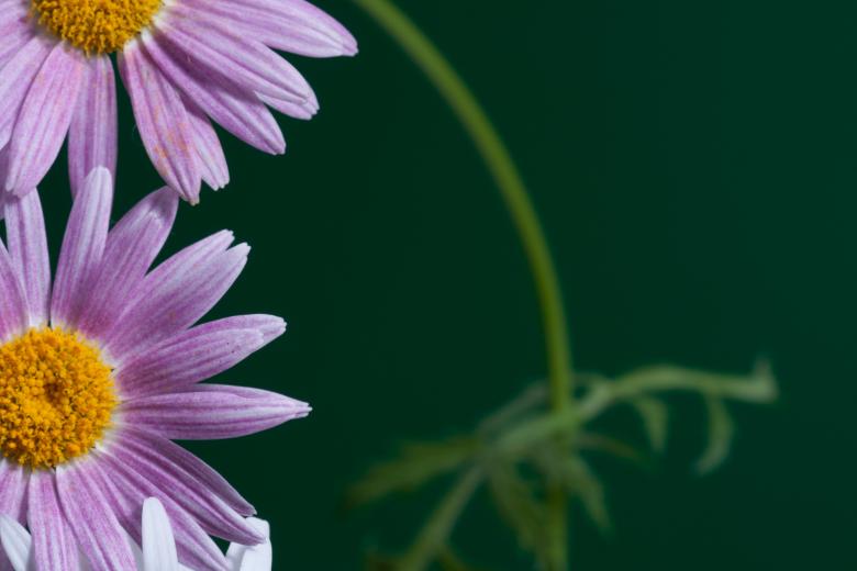 Free stock image of flower created by 2happy