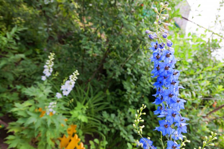 Free stock image of flower created by 2happy