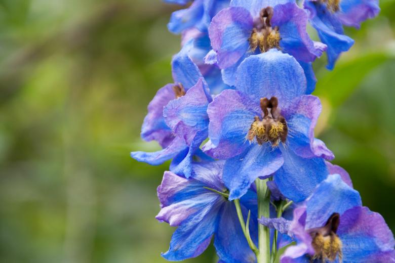 Free stock image of flower created by 2happy