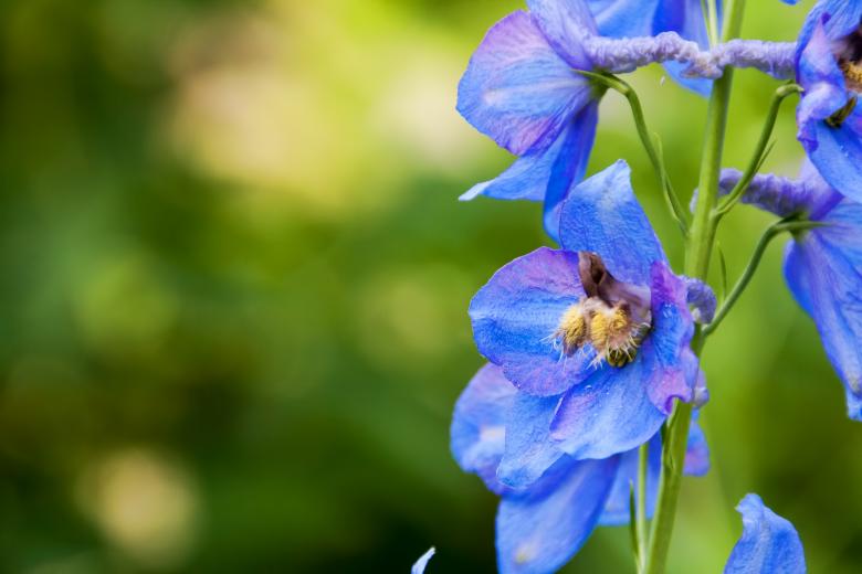 Free stock image of flower created by 2happy