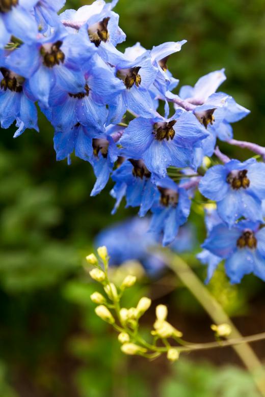 Free stock image of flower created by 2happy