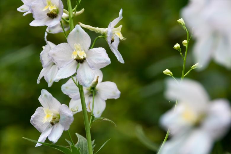Free stock image of flower created by 2happy