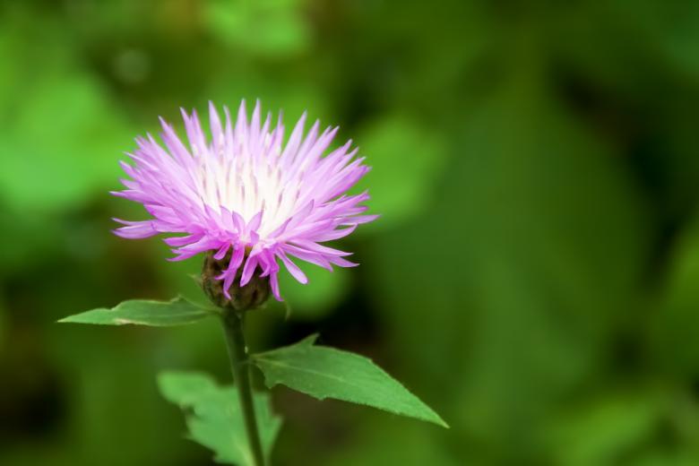 Free stock image of flower created by 2happy