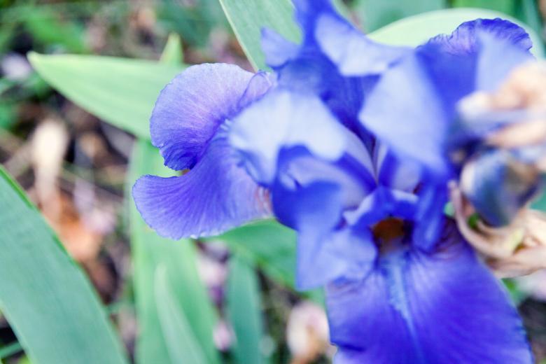 Free stock image of flower created by 2happy