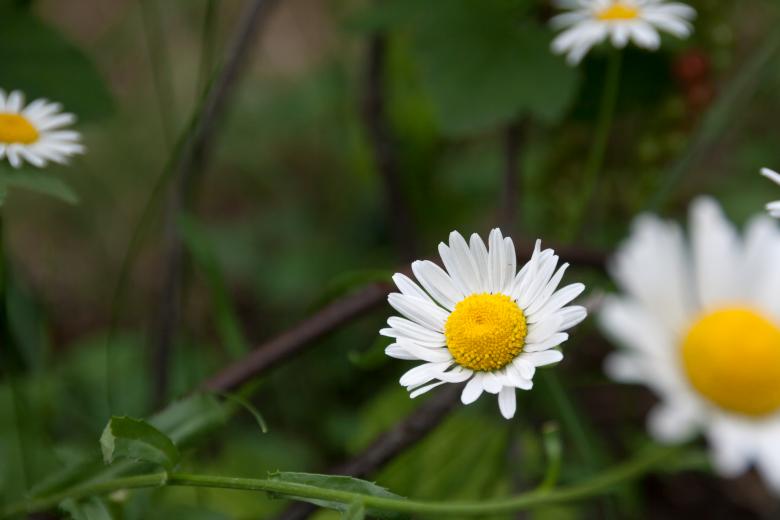 Free stock image of flower created by 2happy