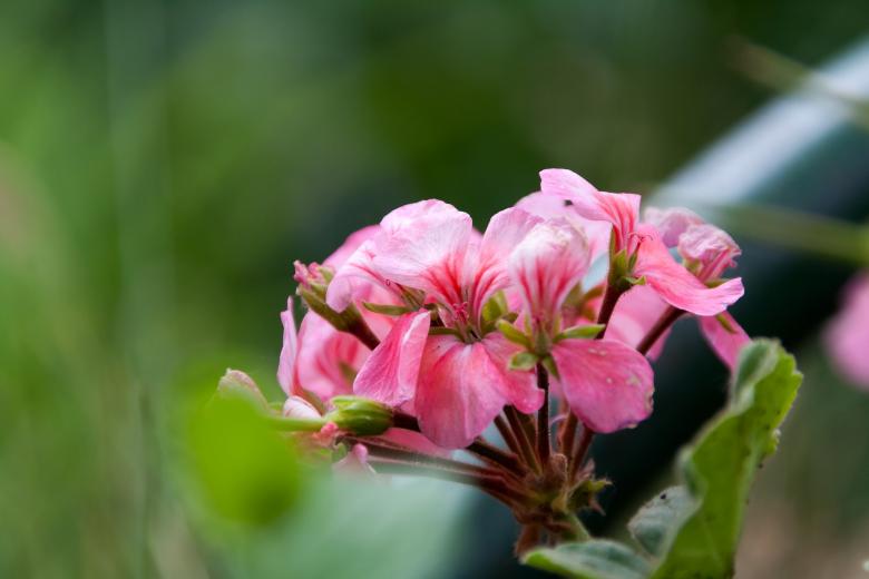Free stock image of flower created by 2happy