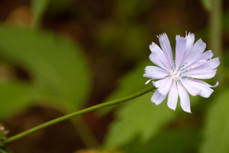 Free stock image of flower created by 2happy