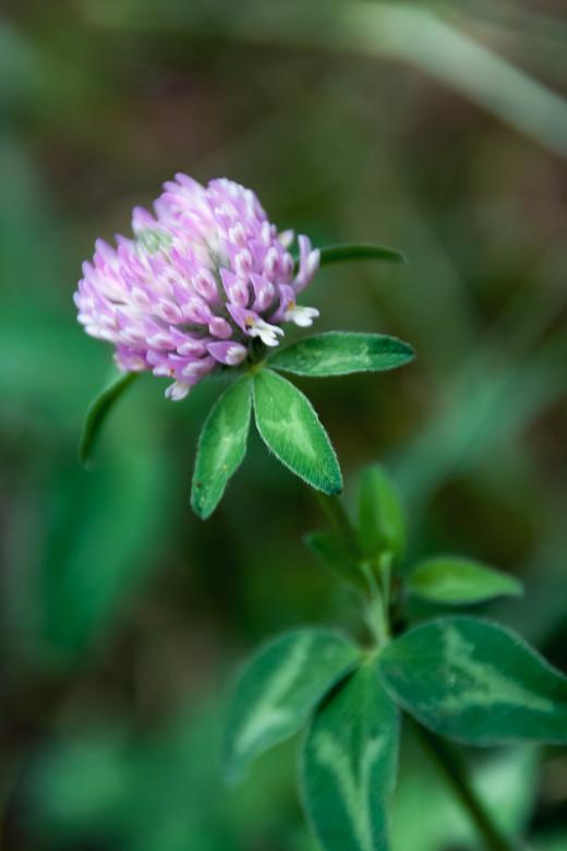 Free stock image of flower created by 2happy