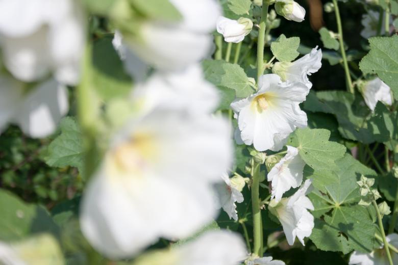 Free stock image of flower created by 2happy