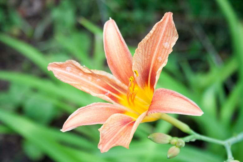 Free stock image of flower created by 2happy