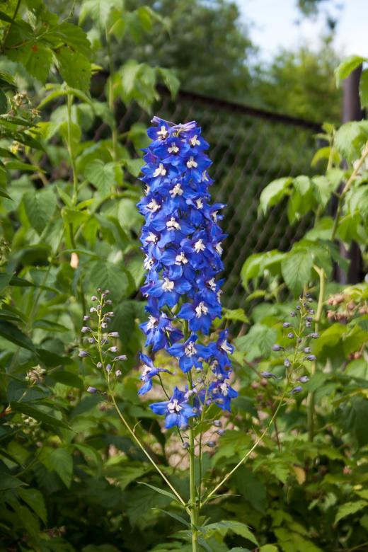 Free stock image of flower created by 2happy