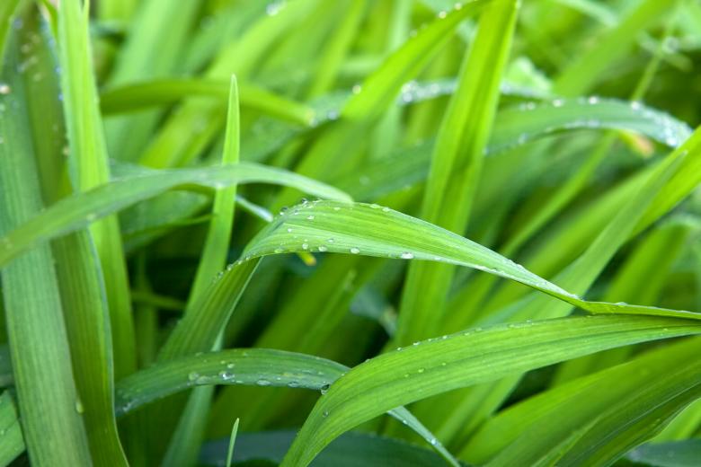 Free stock image of Grass created by 2happy