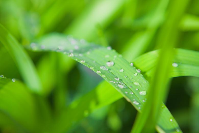 Free stock image of Grass and Dew created by 2happy