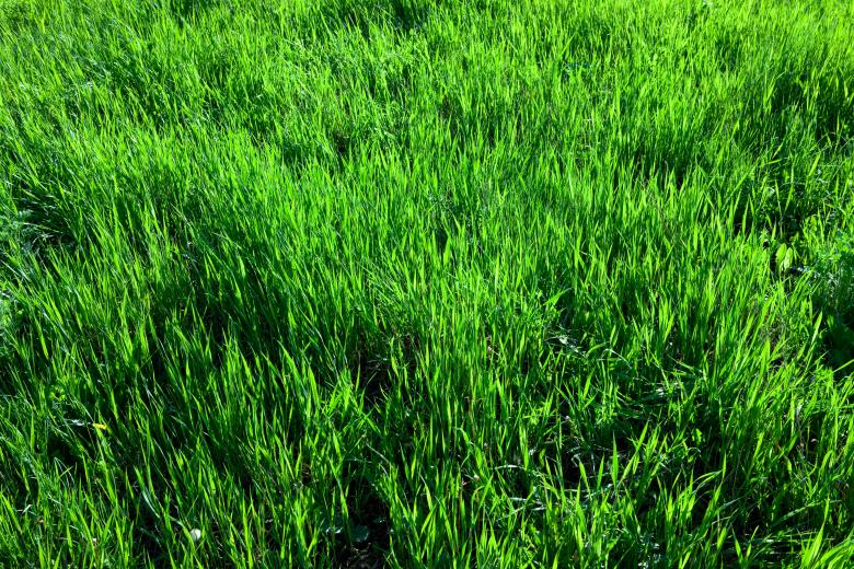 Free stock image of Green Grass created by 2happy