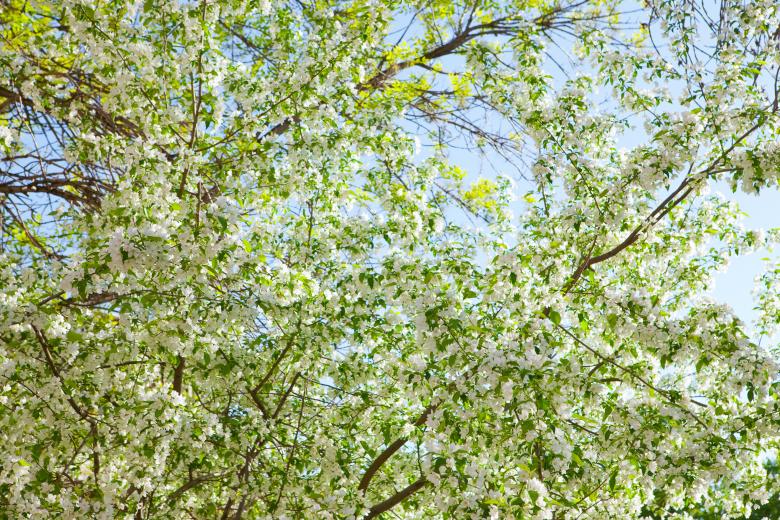 Free stock image of Flower Blossom created by 2happy